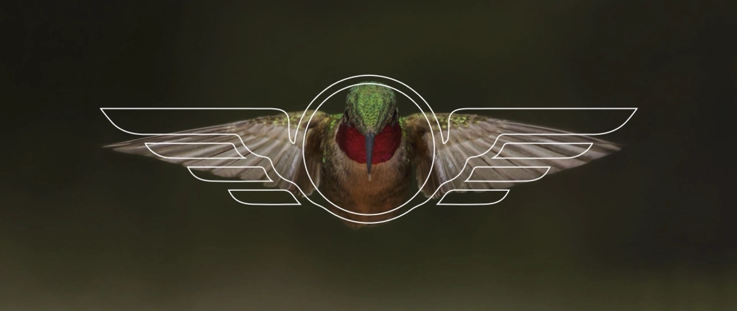 The K8K wings traced from a hummingbird in flight